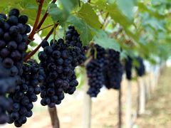 -白鹿原葡萄主题公园