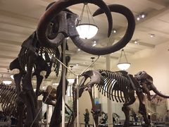 -美国自然历史博物馆