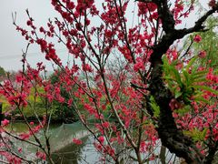 -南汇桃花村
