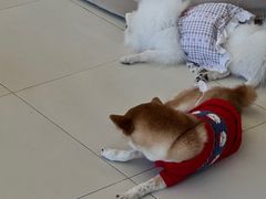 -怪兽屋·羊驼·猫咖·狗咖(俊华广场店)