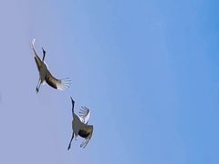 -盐城丹顶鹤湿地生态旅游区