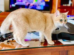 -1013 PET SHOP精品宠物商店(丁香店)
