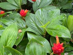 -中国科学院西双版纳热带植物园