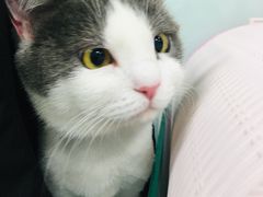 -纳吉亚猫专科动物诊疗中心(蒋宅口分院)