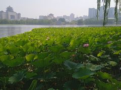 -莲花池公园