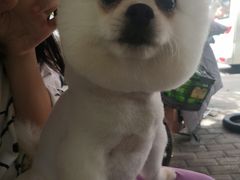 -艾贝尔宠物医院·狂犬免疫点(江山金象城店)
