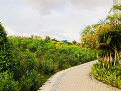 -大亚湾红树林城市湿地公园