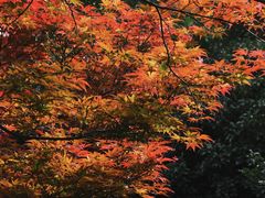 -何园