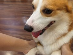 -柯斗斗主题餐厅·狗咖·围炉煮茶·茶饮(国瑞升平里店)