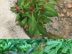 -青青世界