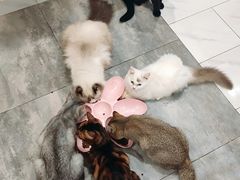 -楼上猫咖(罗湖店)