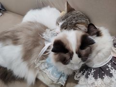 -怪兽屋·羊驼·猫咖·狗咖(俊华广场店)