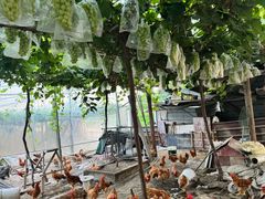 -马陆小张葡萄园农家乐