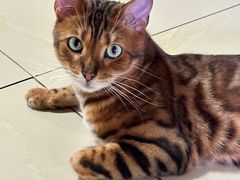 -瑞派·关忠动物医院·猫专科·犬专科(三环新城店)