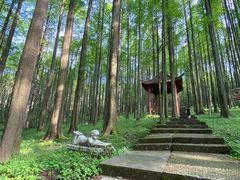 -武陵山森林公园