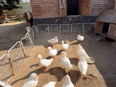 -HERRE·FARM 赫尔露营农场·团建聚会包场