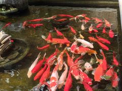 -野蔓果·山野菜(西湖景区·龙井茶田店)