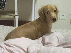 -翊宠yipet猫狗购宠庄园犬舍•猫舍