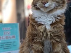 -糯米喵星人·撸猫猫舍咖啡馆(西市场嘉华店)