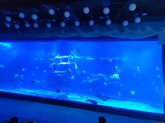 -烟台海昌鲸鲨海洋公园