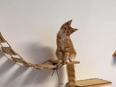 -猫十亿·布偶金渐层·曼基康矮脚猫舍(青年路店)