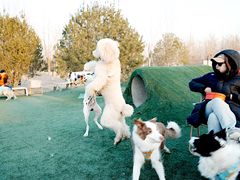 -爪吧宠物乐园 (温榆河示范区店)