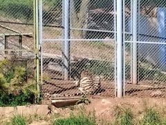 -青藏高原野生动物园