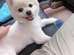 -momokira米努特·德文卷毛猫·棉花面纱犬