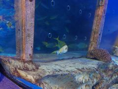 -太平洋海底世界