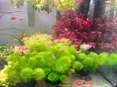-武汉花鸟市场