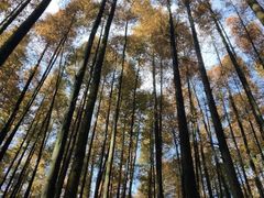 -山王坪喀斯特国家生态公园