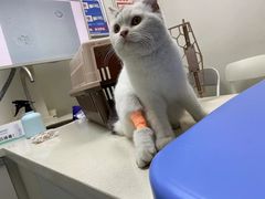 -奈斯宠物医院·核磁CT·异宠专科·内镜(中南店)