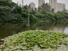 -前关湿地公园