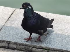 -海珠湖公园
