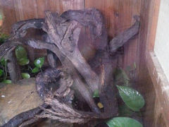 android_upload_pic-上海大自然野生昆虫馆