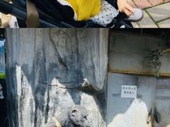 -贵州森林野生动物园