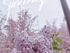 -海棠花溪(元大都城垣遗址公园)