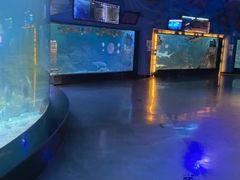 -烟台海昌鲸鲨海洋公园