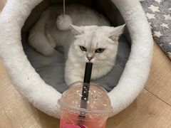 -Let's go狗咖·猫咖·奶狗·桌游(春熙路IFS店)