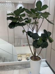 -智美品质医美