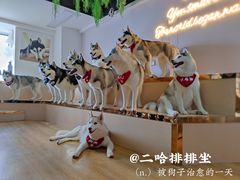 -Husky Go! 哈士奇体验馆·宠物咖啡厅狗咖