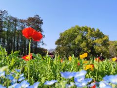 -上海共青森林公园