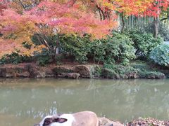 -秋霞圃