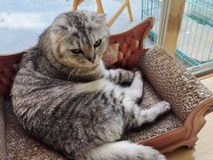 -猫咪派对(江南西店)