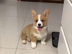 -萌宠之家·腊肠犬·马尔泰·小体犬舍