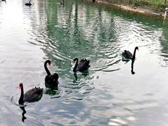 -长白岛森林公园