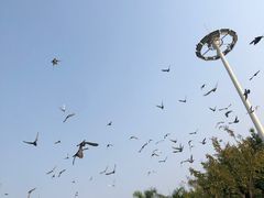 -白鹭洲公园