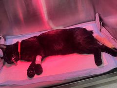 -萌兽医馆·犬猫专科·眼科中心·宠物医院(朝阳门分院)