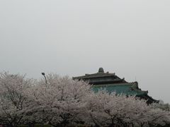 -武汉大学-樱园