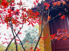 -韬光茶庵